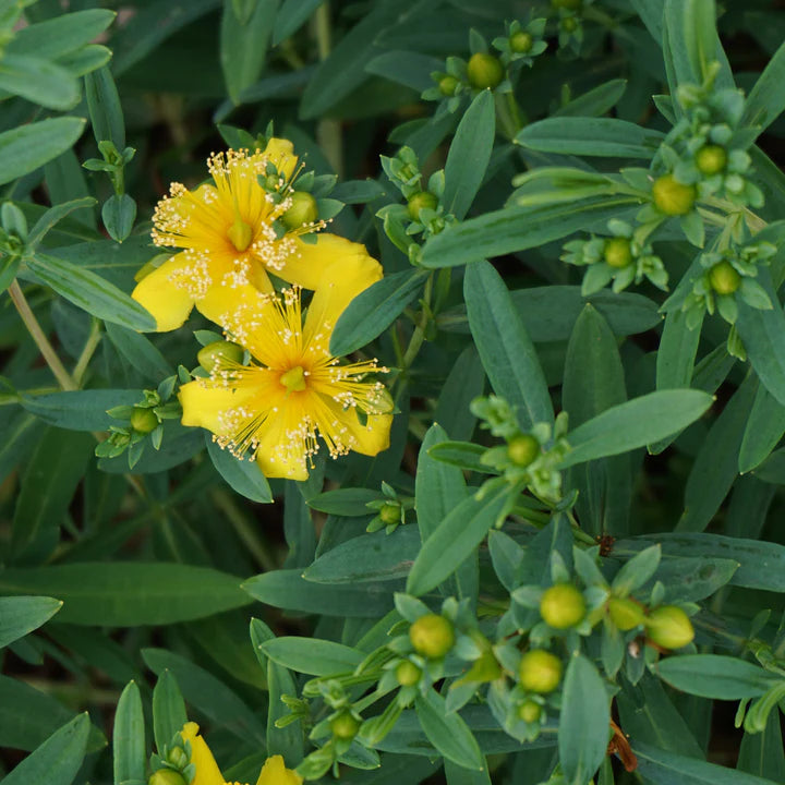 Euphorbia Lathyris Flower seeds for Planting - Sun Loving, Heirloom & GMO Free Seeds for Home Garden