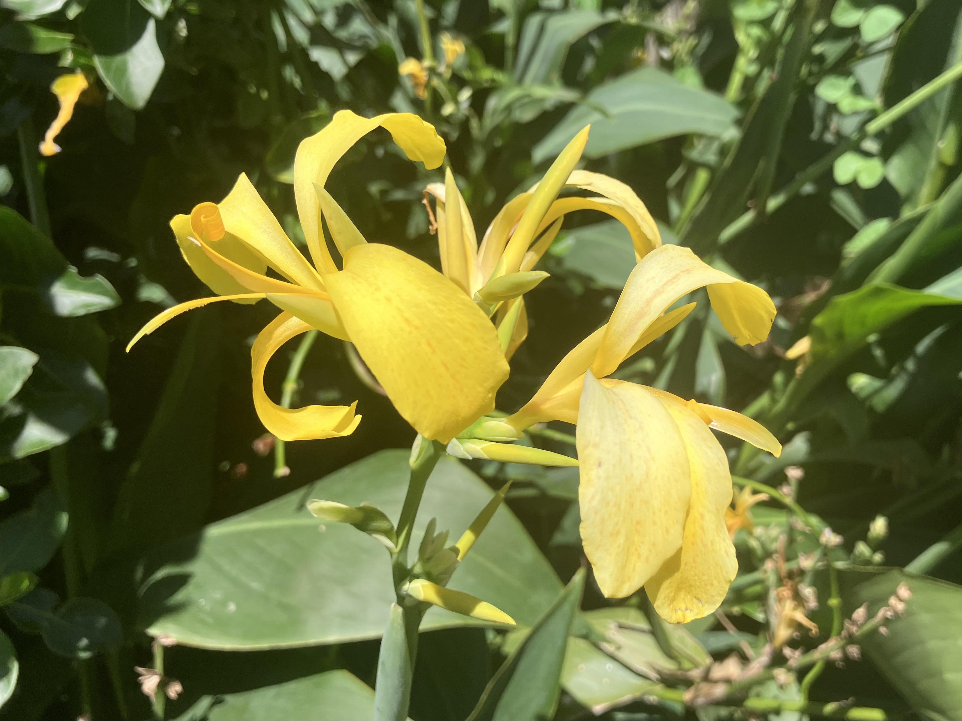 Yellow Achira Flower seeds for Planting - Wildflower Mix, Heirloom & GMO Free Seeds for Home Garden