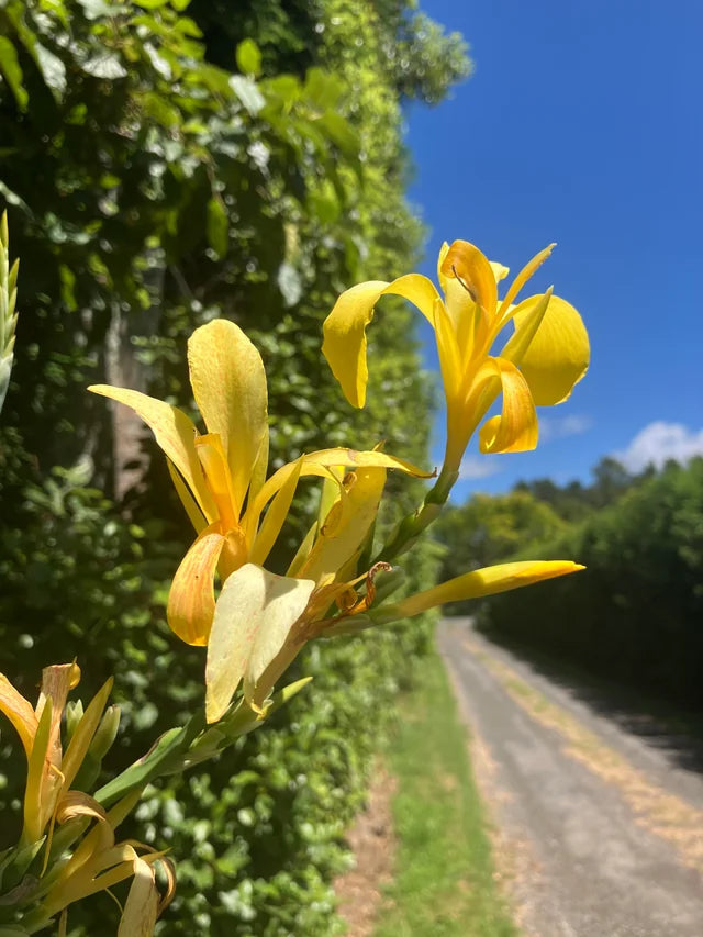 Yellow Achira Flower seeds for Planting - Wildflower Mix, Heirloom & GMO Free Seeds for Home Garden