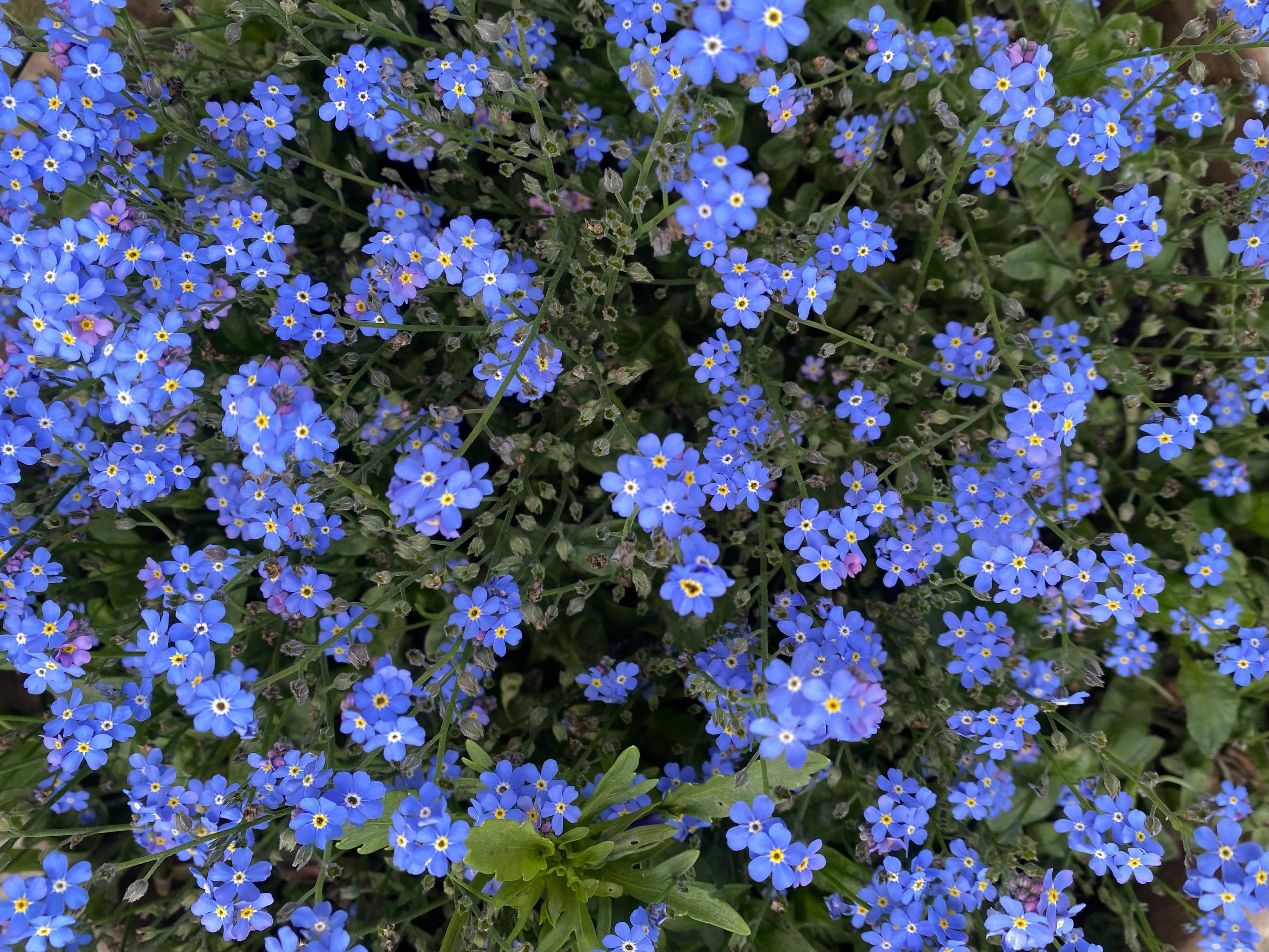 Aubrieta Blue Rock Cress Flower seeds for Planting - Low Maintenance, Heirloom & GMO Free Seeds for Home Garden