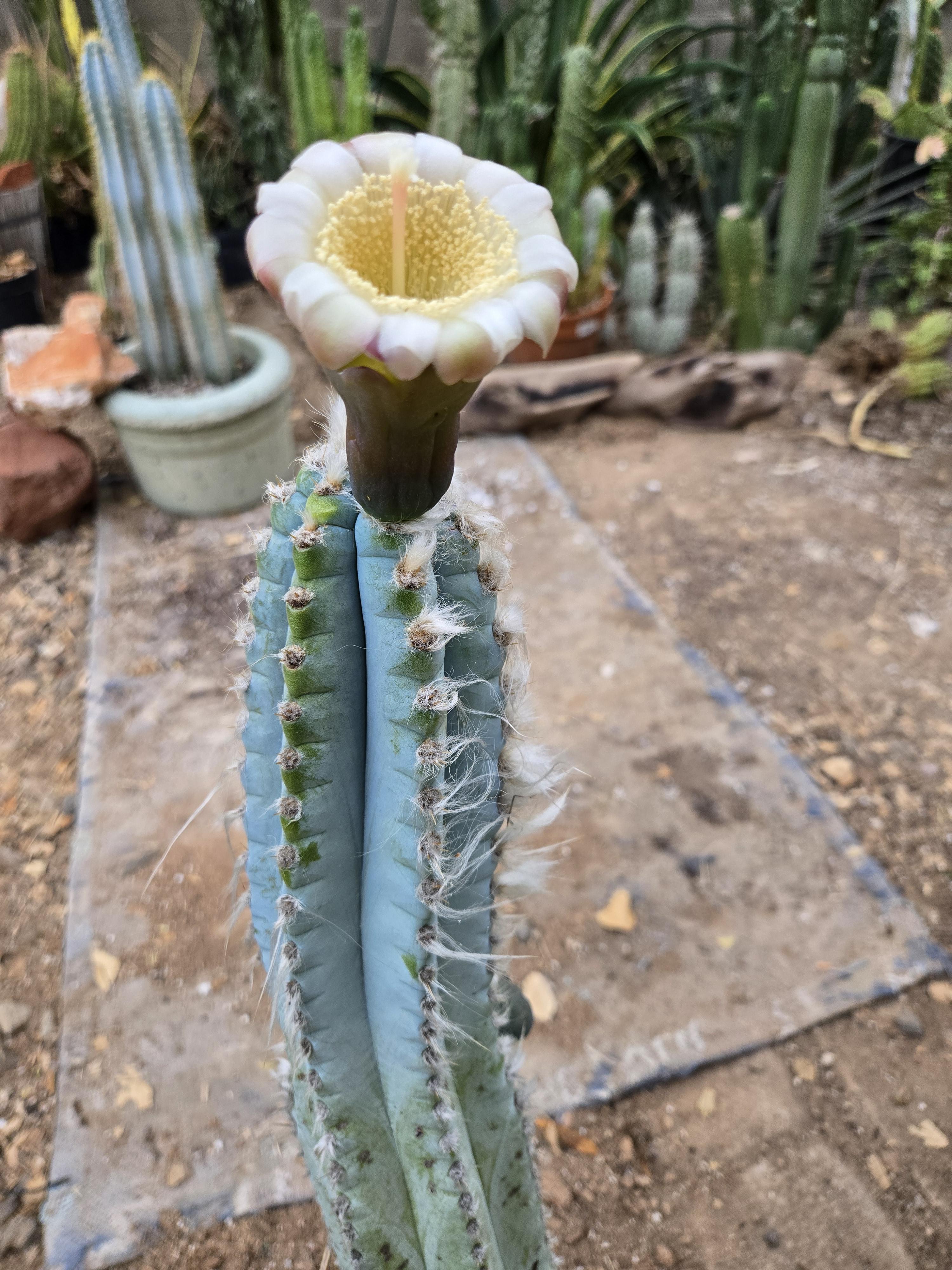 Blue Pilosocereus Flower seeds for Planting - Garden Favorite, Heirloom & GMO Free Seeds for Home Garden