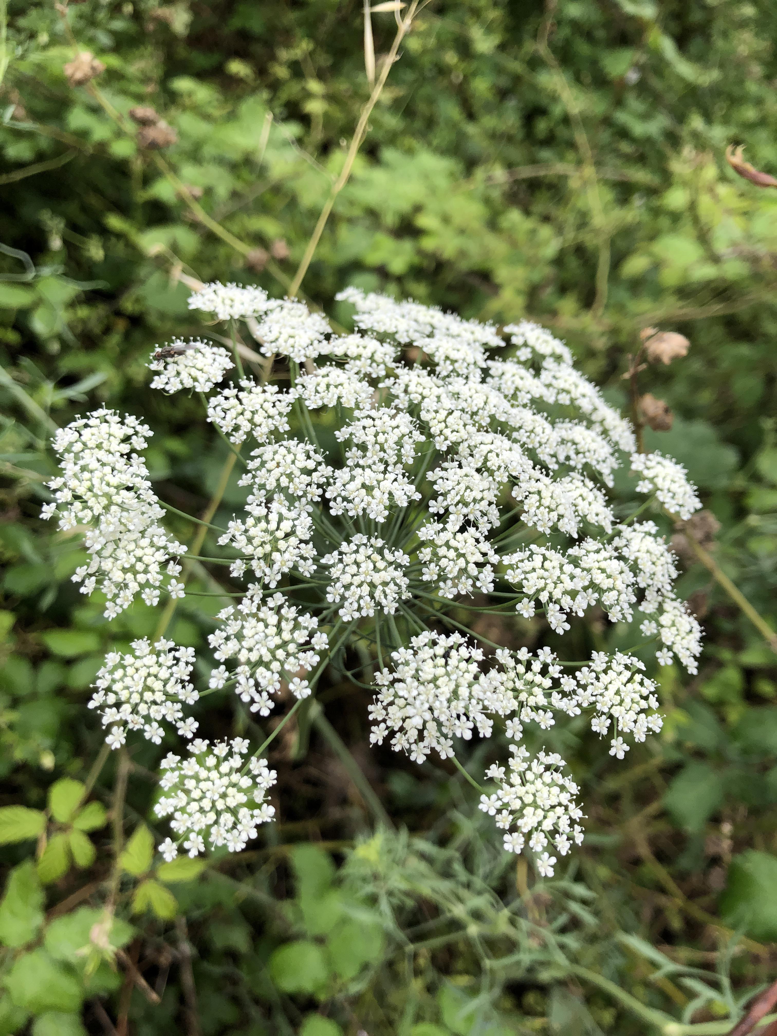 Cicuta Maculata Flower seeds for Planting - Premium Quality, Heirloom & GMO Free Seeds for Home Garden