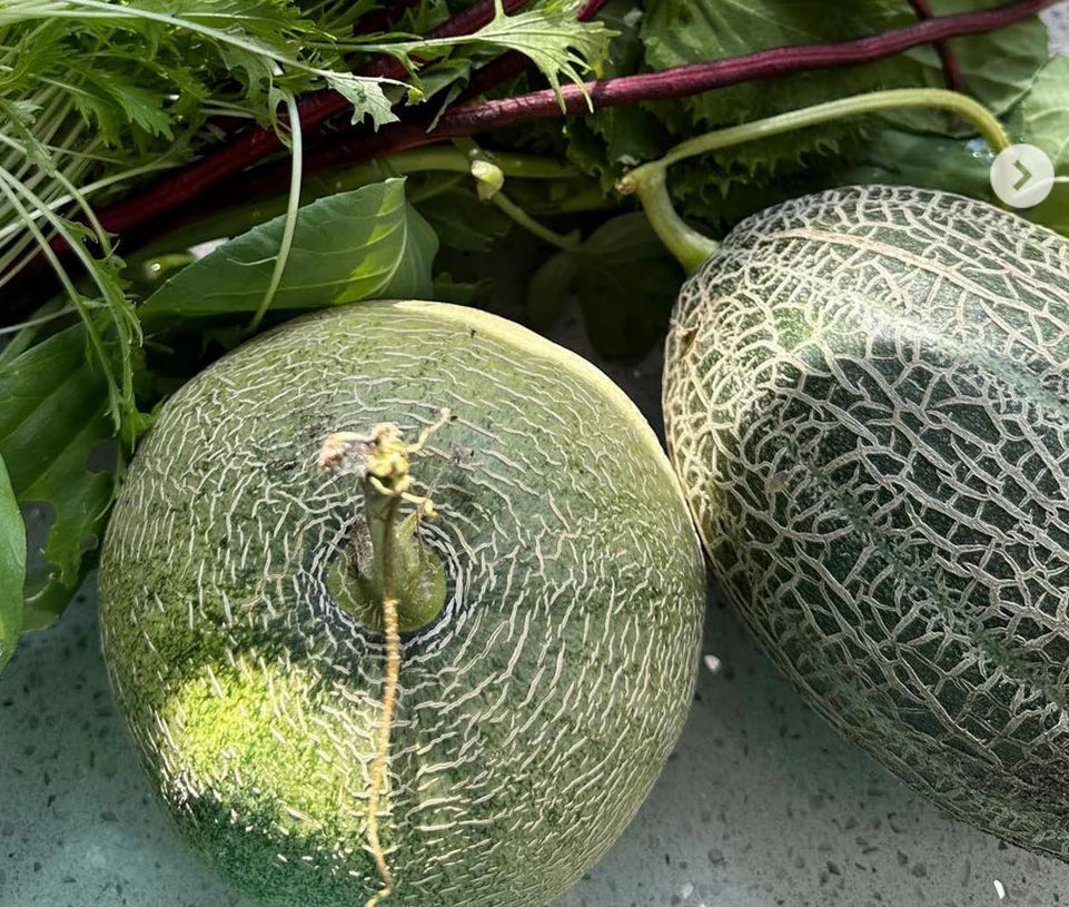 Ichiba Kouji Melon Cucumis melo Seeds for Planting in Garden & Orchard