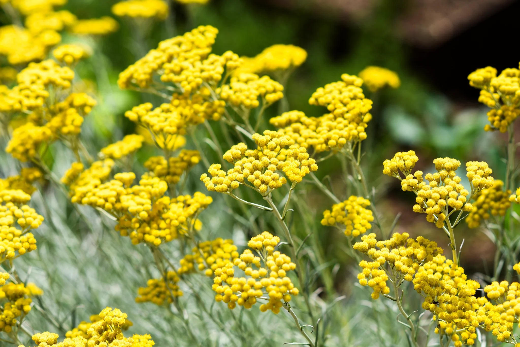Helichrysum Italicum Flower seeds for Planting - Wildflower Mix, Heirloom & GMO Free Seeds for Home Garden