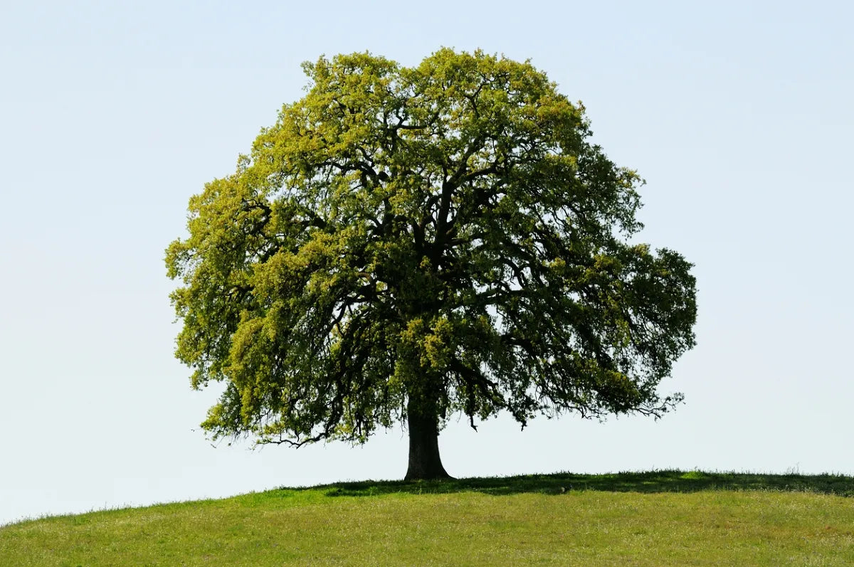 Majestic Green Laurel Oak Tree Seeds For Planting Plant Seeds