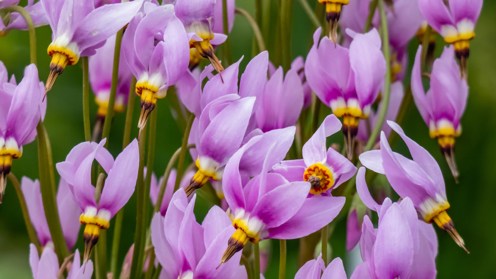Pink White Dodecatheon Seeds - Perfect for Planting in Spring and Summer Gardens