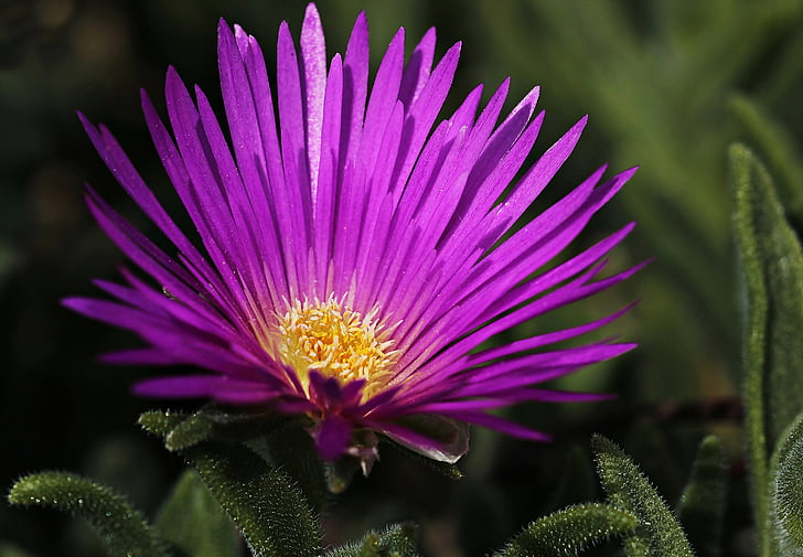 Purple Ice Flower seeds for Planting - Easy to Grow, Heirloom & GMO Free Seeds for Home Garden