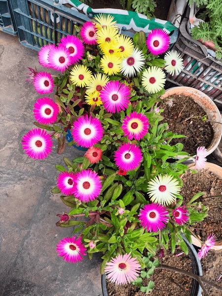 Mischfarbe Flower seeds for Planting - Pollinator Friendly, Heirloom & GMO Free Seeds for Home Garden