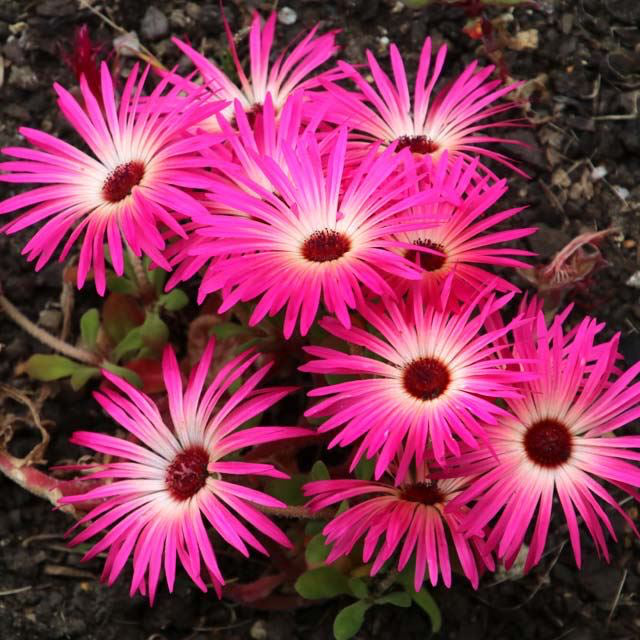 Organic Livingstone Daisy Seeds – Bright Blooms for Pots & Rock Gardens