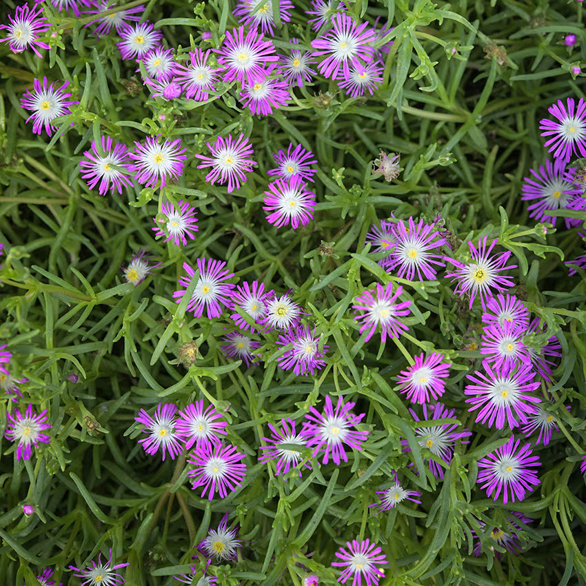 Pink Crownvetch Flower seeds for Planting - Cottage Garden Essential, Heirloom & GMO Free Seeds for Home Garden