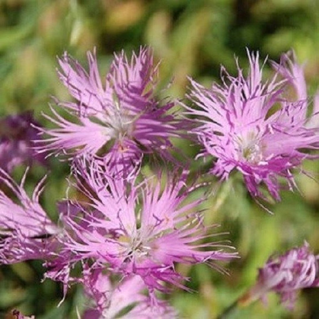 Dianthus Superbus Flower seeds for Planting - Long Bloom Season, Heirloom & GMO Free Seeds for Home Garden
 
 Sale for planting in home garden.
