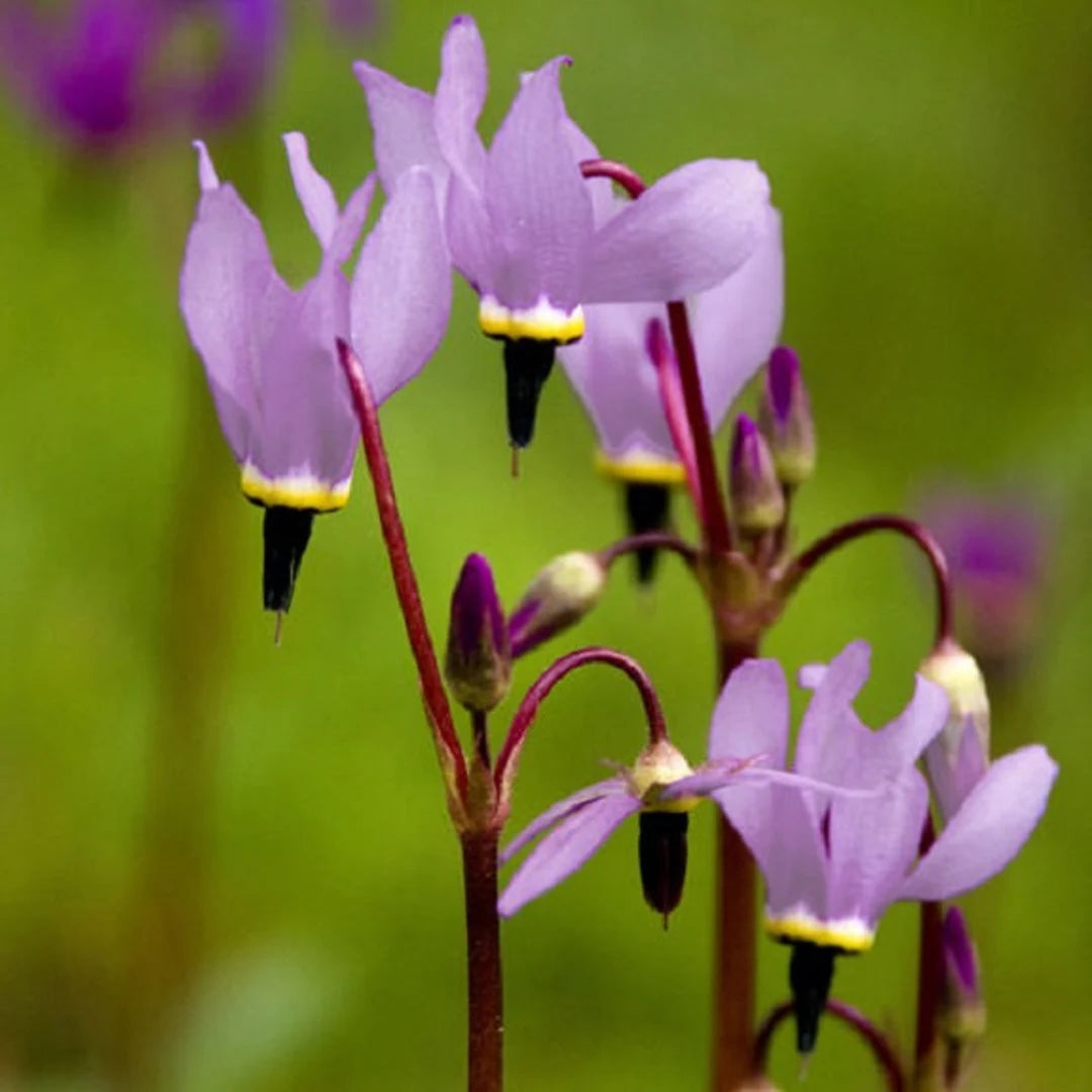 Pink White Dodecatheon Flower seeds for Planting - Compact Growth, Heirloom & GMO Free Seeds for Home Garden