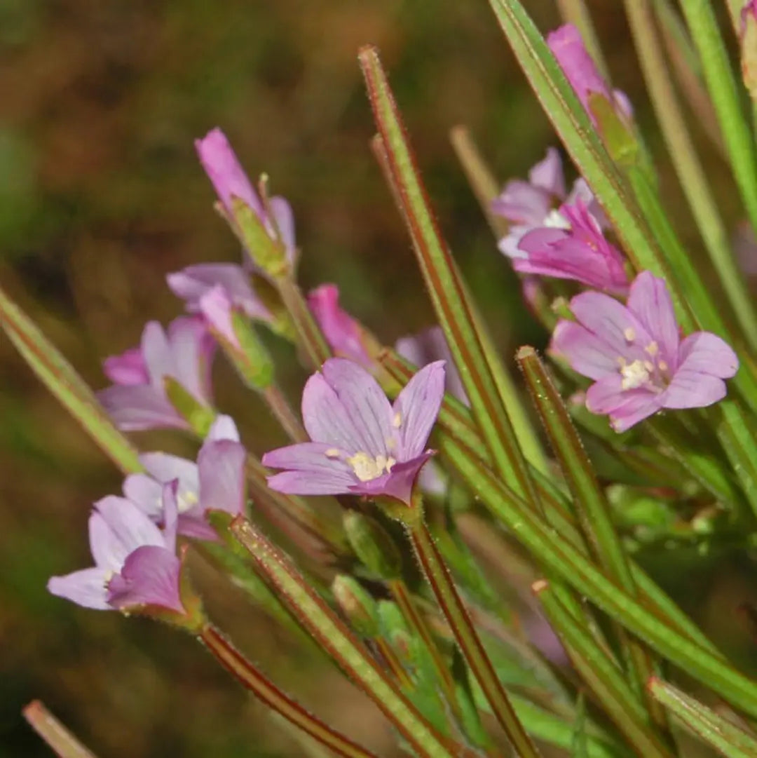 Epilobium Flower seeds for Planting - Bright Blooms, Heirloom & GMO Free Seeds for Home Garden