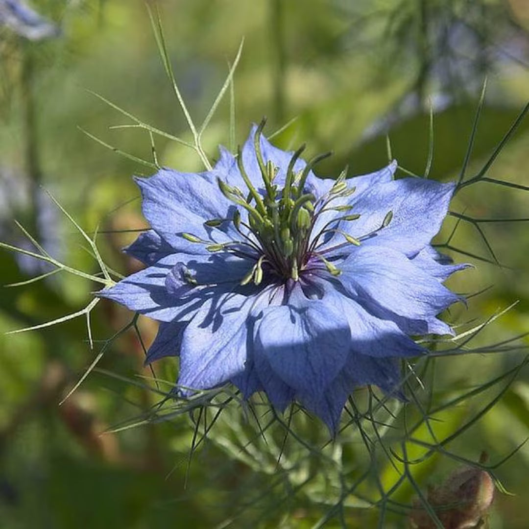 Damascena Flower seeds for Planting - Hardy Variety, Heirloom & GMO Free Seeds for Home Garden
