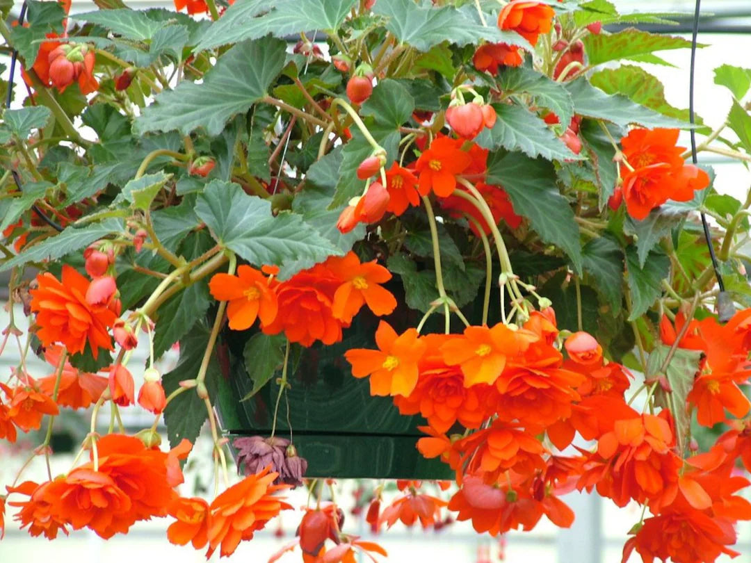Orange Gloxinia Flower seeds for Planting - Long Bloom Season, Heirloom & GMO Free Seeds for Home Garden