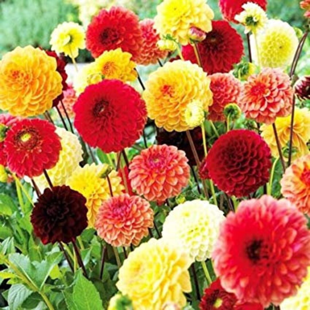 Mix Dahlia Fantasy Flower seeds for Planting - Drought Tolerant, Heirloom & GMO Free Seeds for Home Garden
