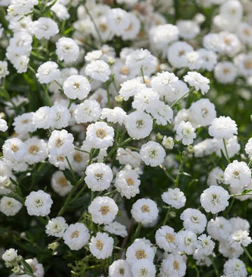 White Pellitory Flower seeds for Planting - Premium Quality, Heirloom & GMO Free Seeds for Home Garden