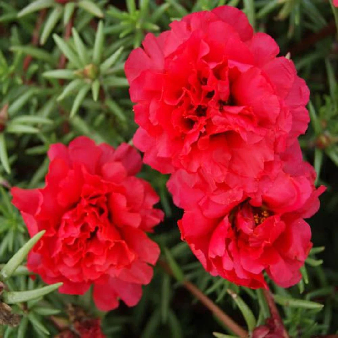 Paeonia Flower seeds for Planting - Easy to Grow, Heirloom & GMO Free Seeds for Home Garden