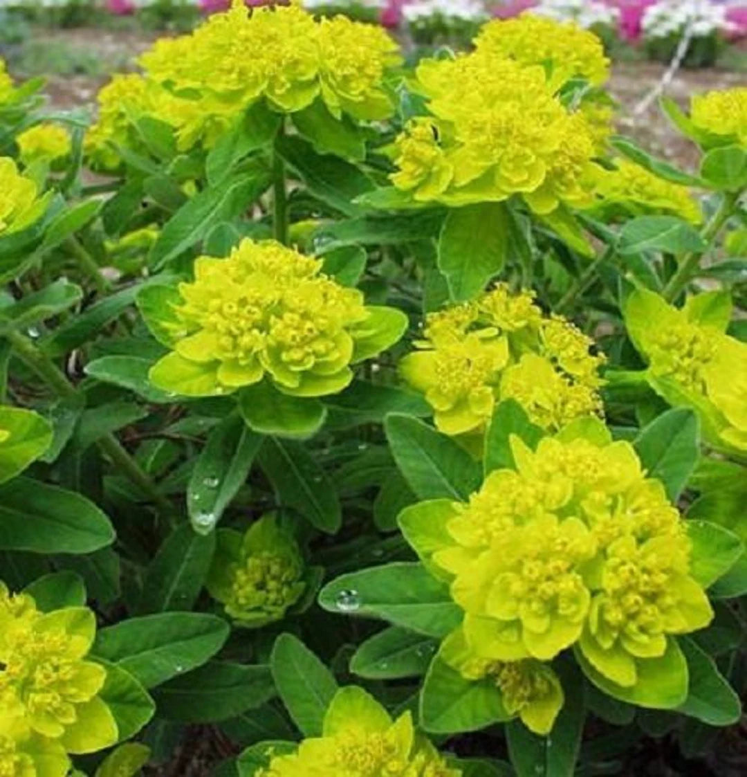 Yellow Euphorbia Polychroma Flower seeds for Planting - Wildflower Mix, Heirloom & GMO Free Seeds for Home Garden