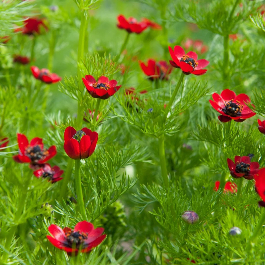 Adonis Flower seeds for Planting - Garden Favorite, Heirloom & GMO Free Seeds for Home Garden