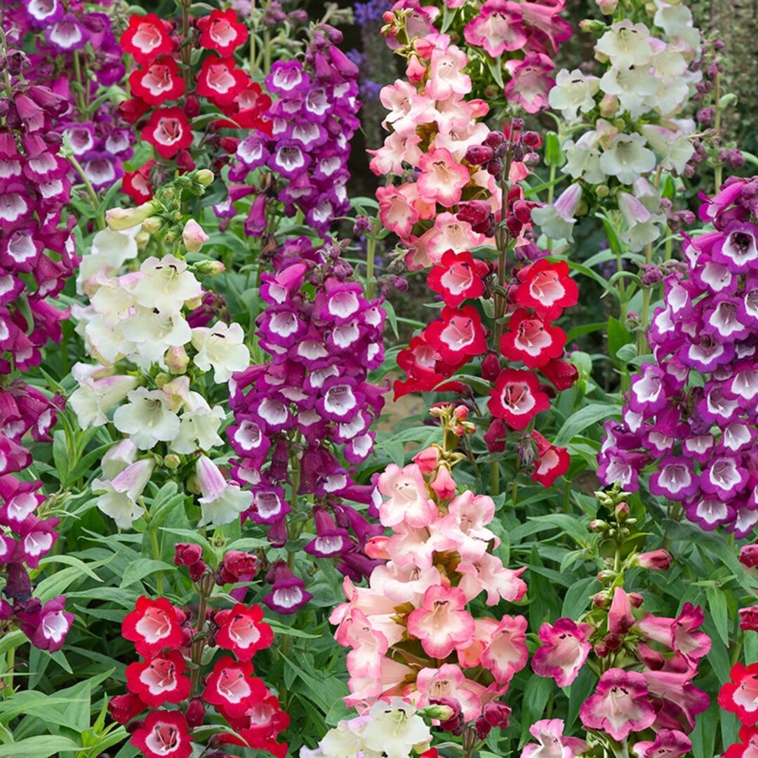 Mixed Penstemon Flower seeds for Planting - Cut Flower Favorite, Heirloom & GMO Free Seeds for Home Garden
