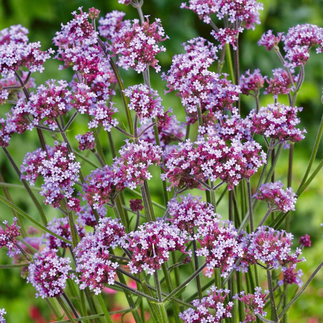 Lavender Vervain Flower seeds for Planting - Perfect for Borders, Heirloom & GMO Free Seeds for Home Garden