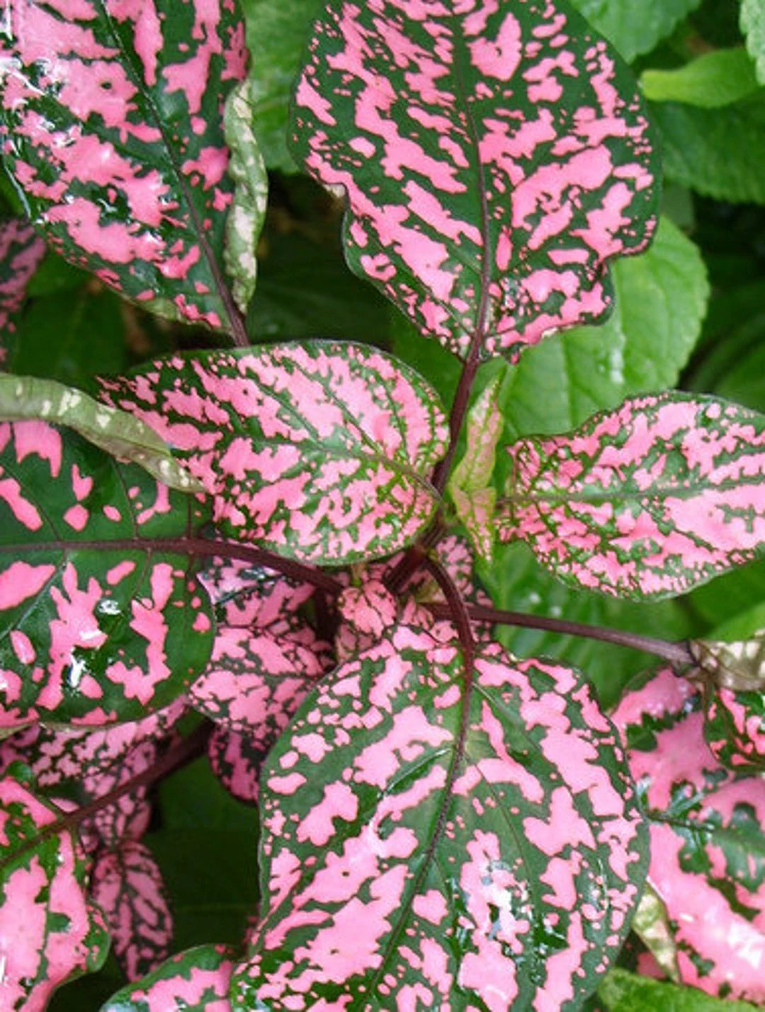 Mix Hypoestes Flower seeds for Planting - Vibrant Colors, Heirloom & GMO Free Seeds for Home Garden