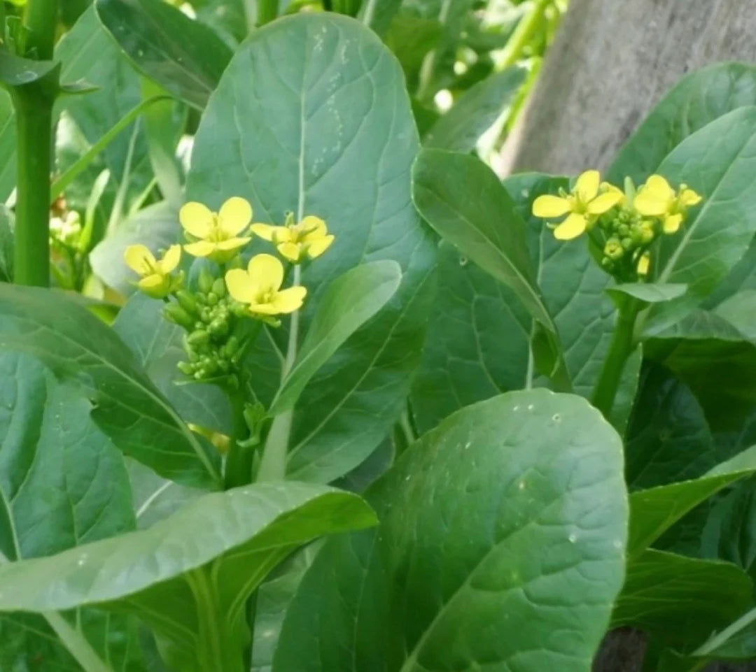 Green Tsoi Sim Vegetable Seeds for Easy Planting