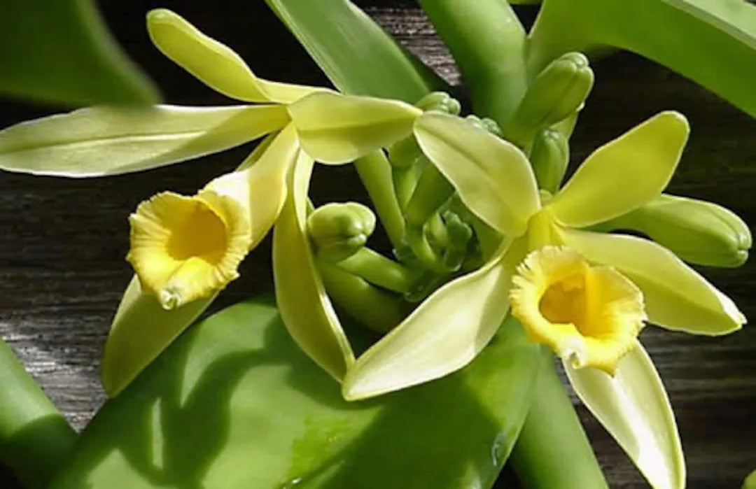 Vanilla Orchid Flower seeds for Planting - Easy to Grow, Heirloom & GMO Free Seeds for Home Garden
