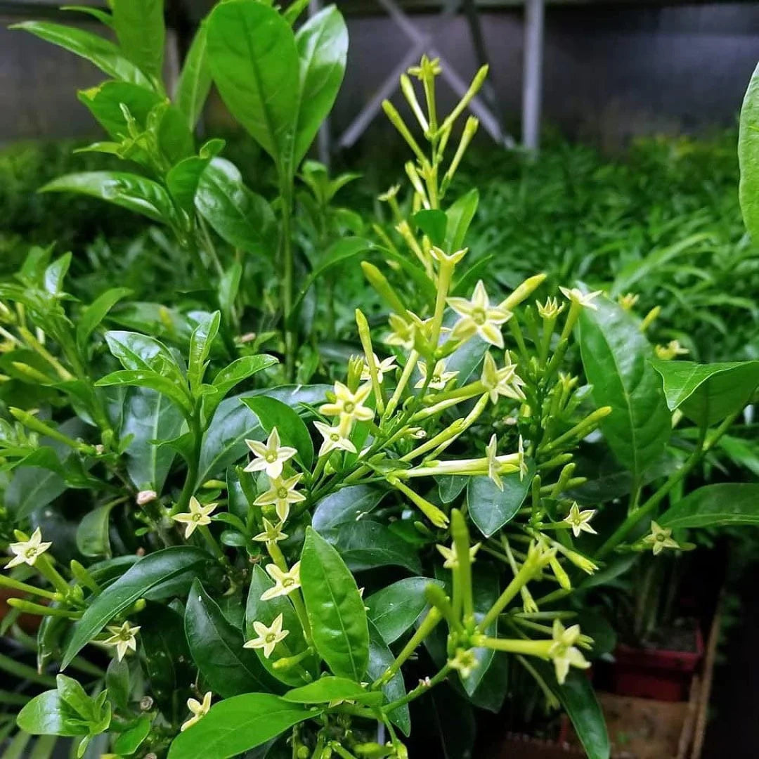 Night Blooming Star Jasmine Cestrum nocturnum Flowers for Planting in Garden and Night Garden