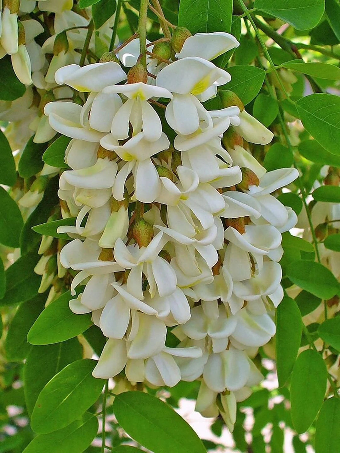 Robinia Flower seeds for Planting - Long Bloom Season, Heirloom & GMO Free Seeds for Home Garden