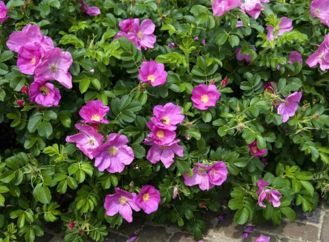 Rosa Rugosa Flower seeds for Planting - Low Maintenance, Heirloom & GMO Free Seeds for Home Garden