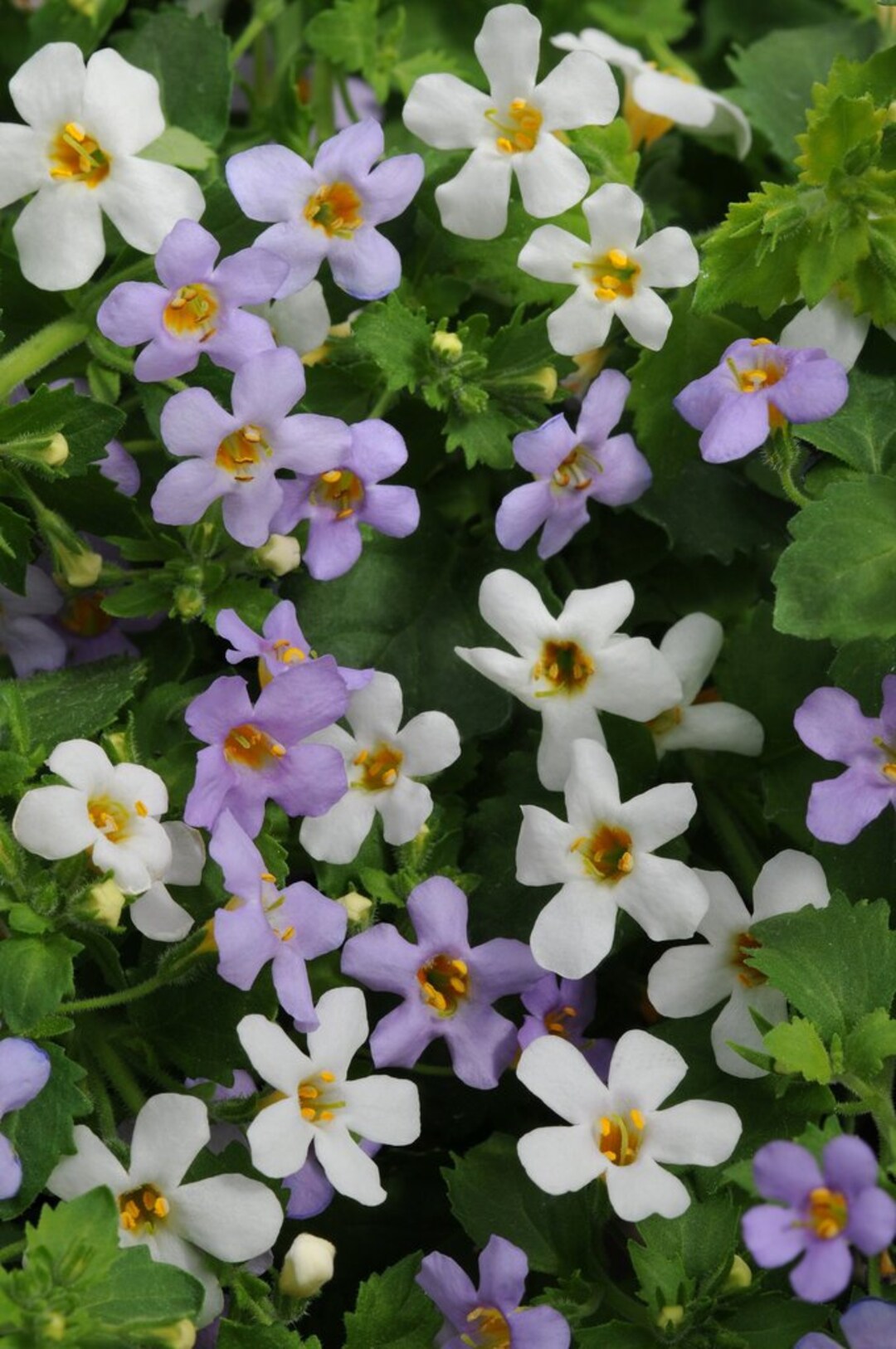 White Bacopa Utopia Flower seeds for Planting - Vibrant Colors, Heirloom & GMO Free Seeds for Home Garden
