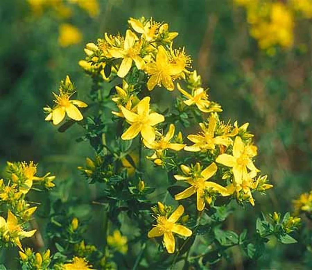 Heirloom Hypericum Flower seeds for Planting Hardy Variety Heirloom & GMO Free Seeds for Home Garden