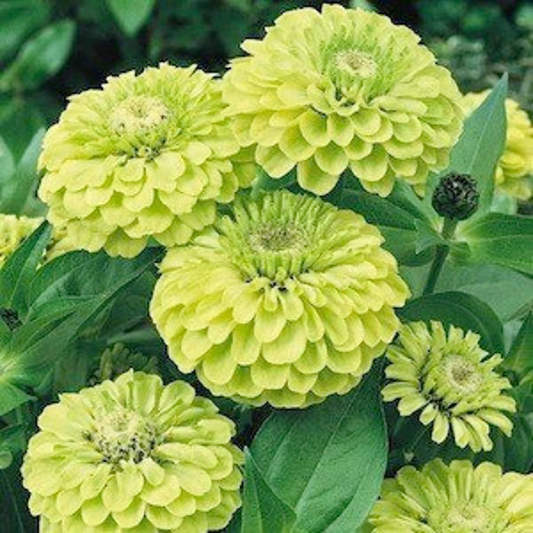 Envy Zinnia Flower seeds for Planting Drought Tolerant Heirloom & GMO Free Seeds for Home Garden 
 
 Sale