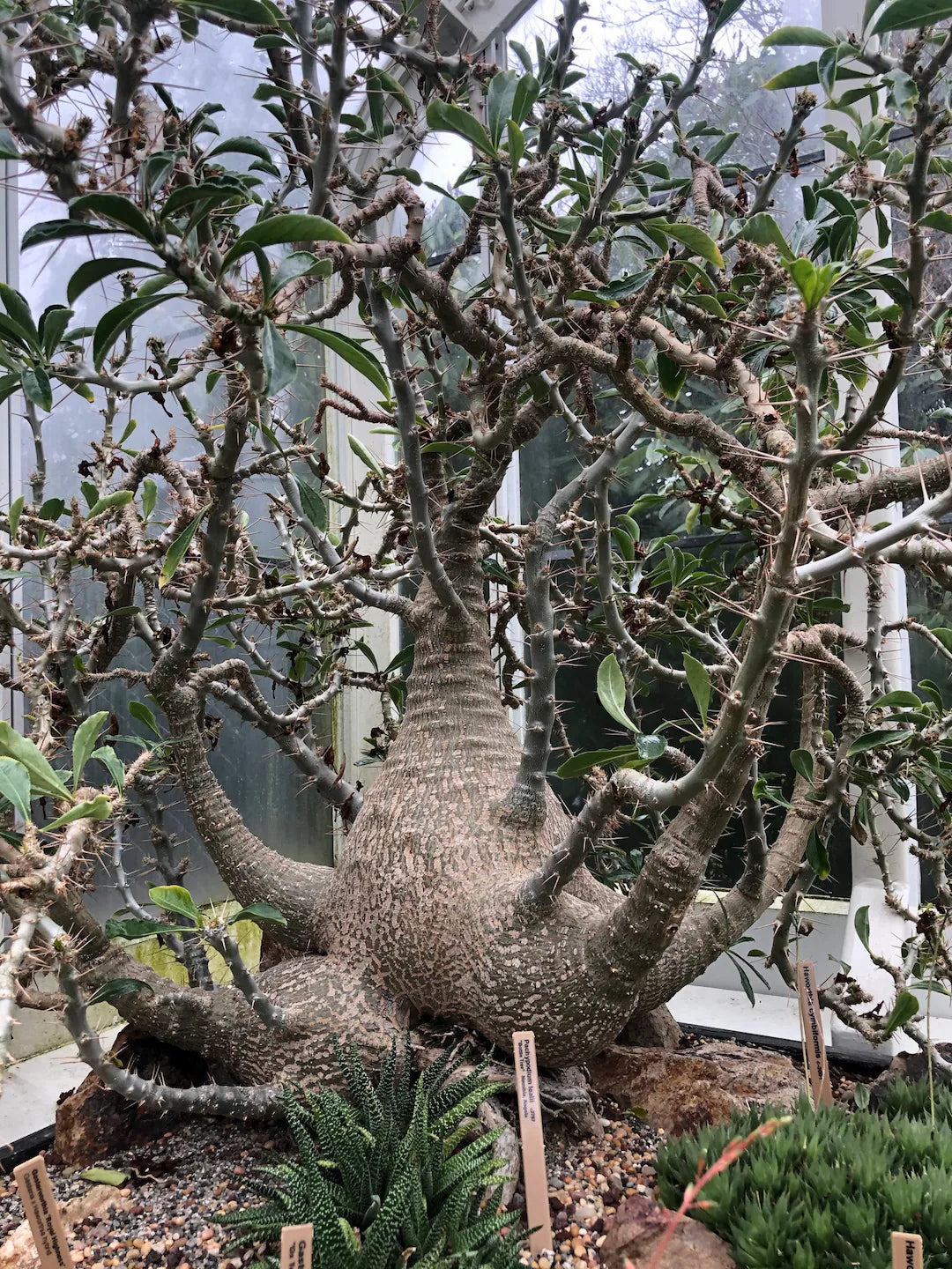 Mixed Caudex Flower seeds for Planting - Easy to Grow, Heirloom & GMO Free Seeds for Home Garden