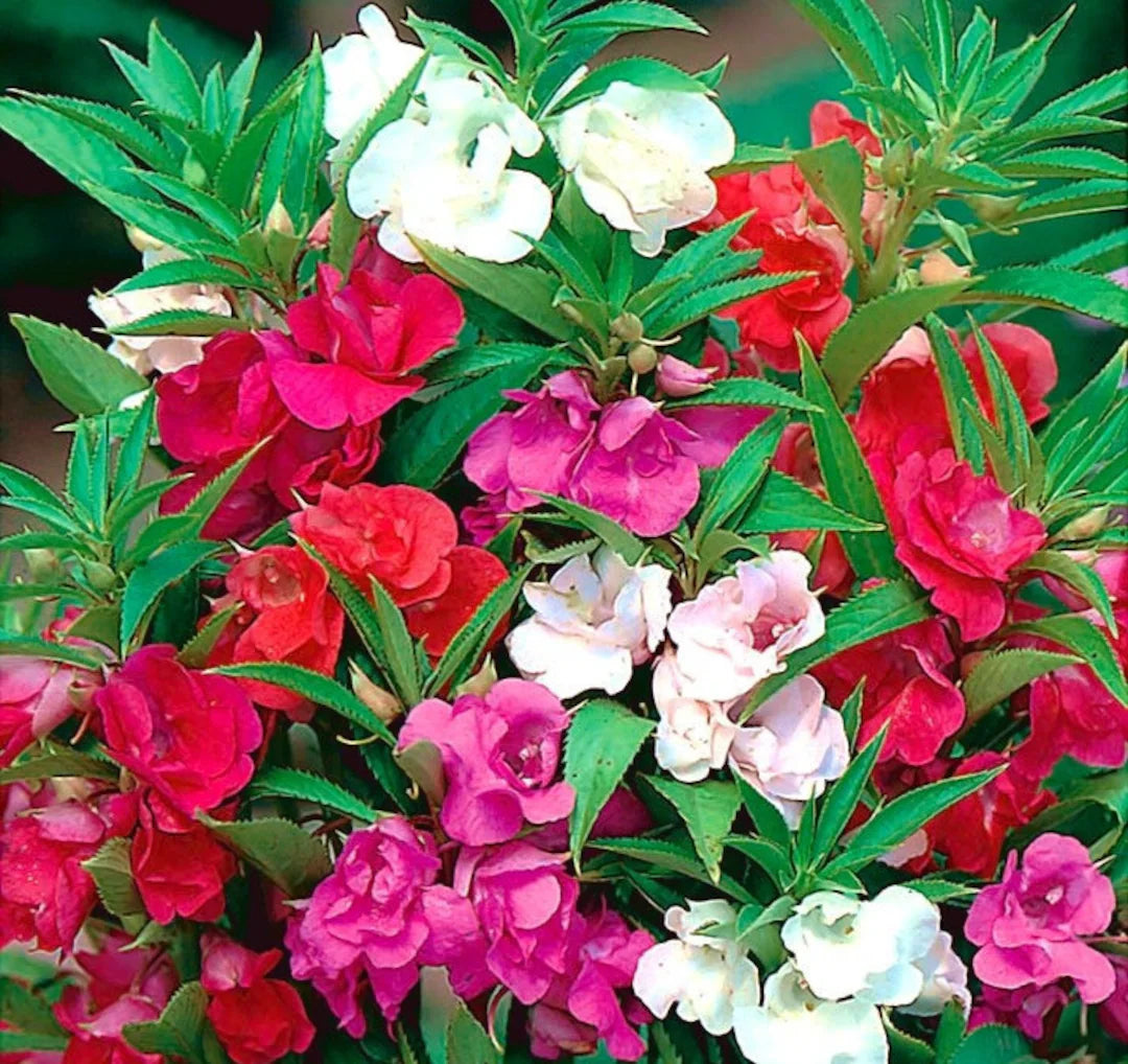 Mixed Camellia Flower seeds for Planting Cottage Garden Essential Heirloom & GMO Free Seeds for Home Garden