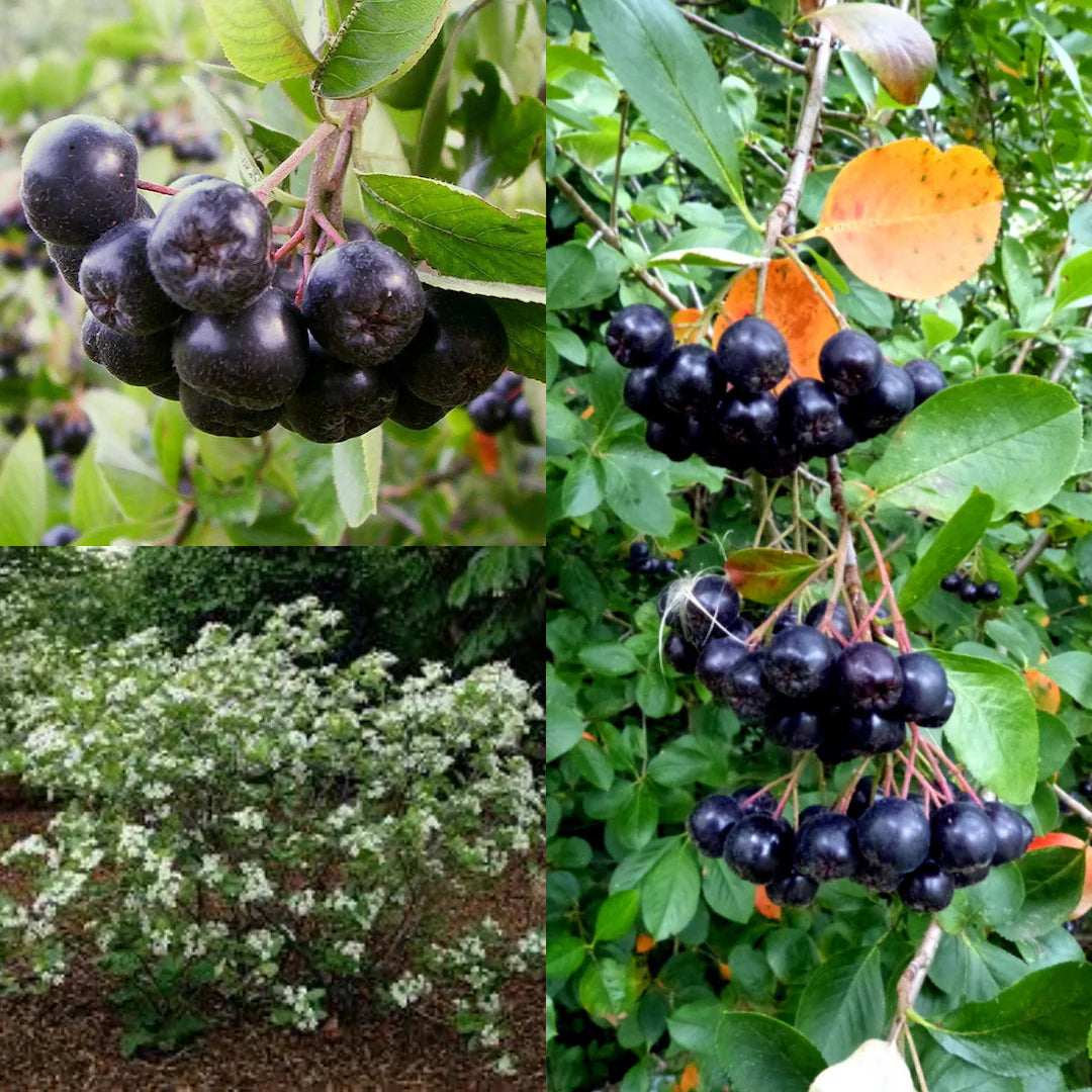 Black Myrtillus Fruit Planting Seeds Pack
