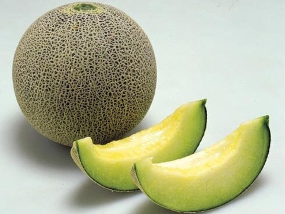 Ichiba Kouji Melon Cucumis melo Seeds for Planting in Garden & Orchard
