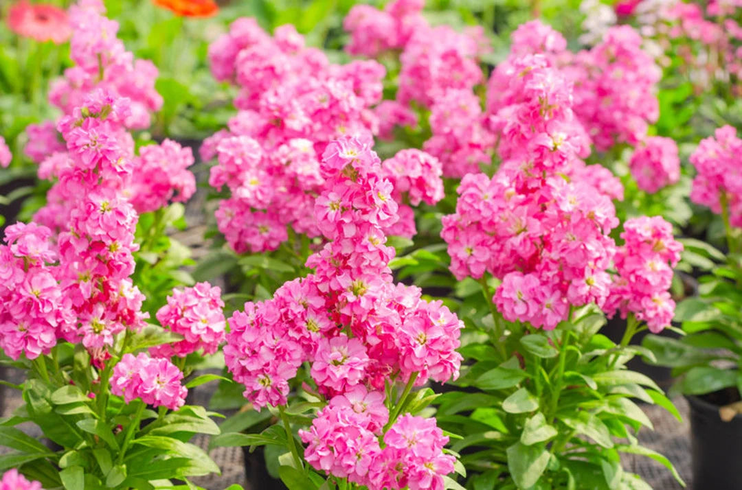 Pink Matthiola Incana Flower seeds for Planting - Long Bloom Season, Heirloom & GMO Free Seeds for Home Garden