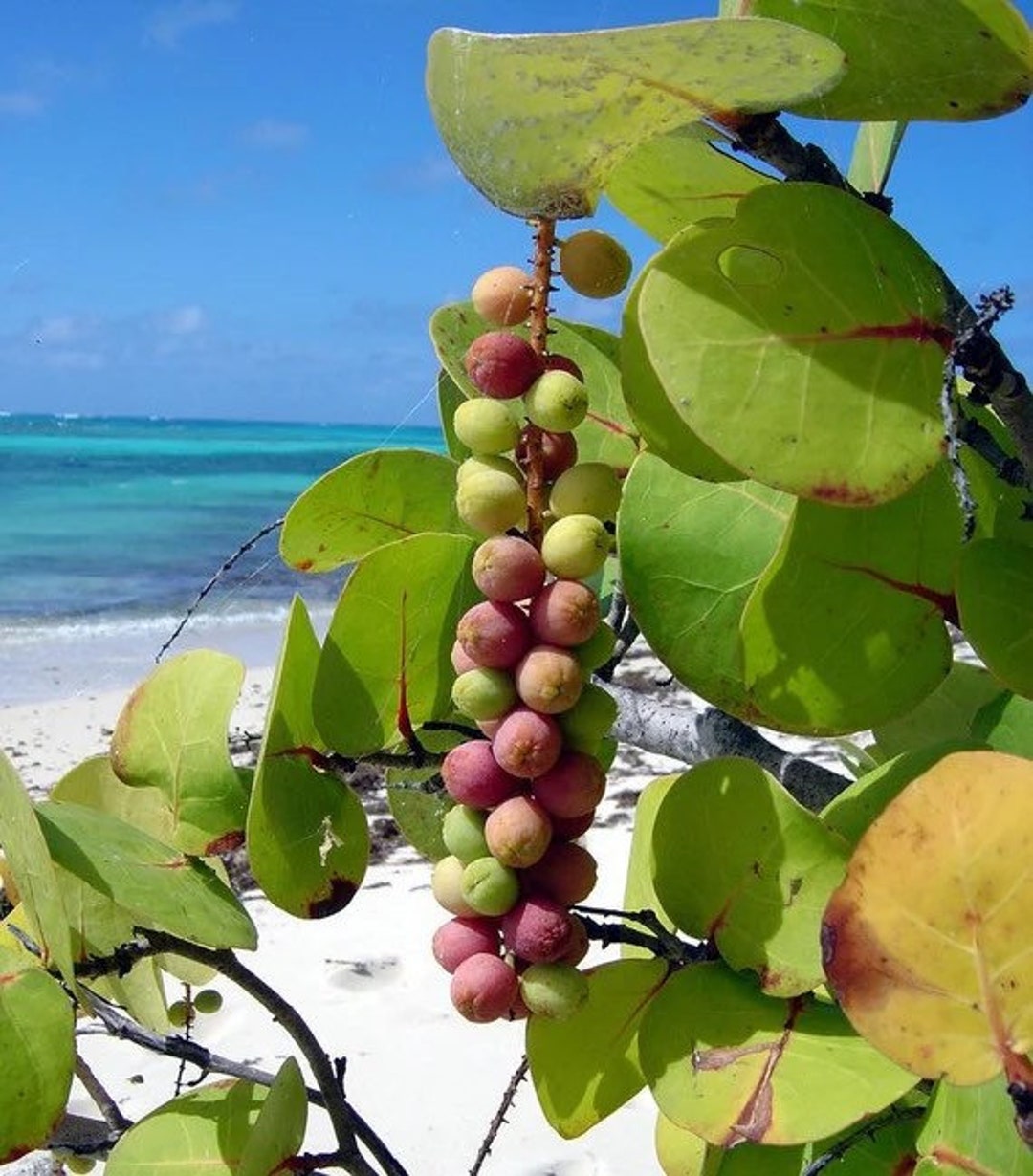 Seagrape Fruit Cocoloba uvifera Seeds for Planting in Coastal Garden & Landscape - Evergrowseeds