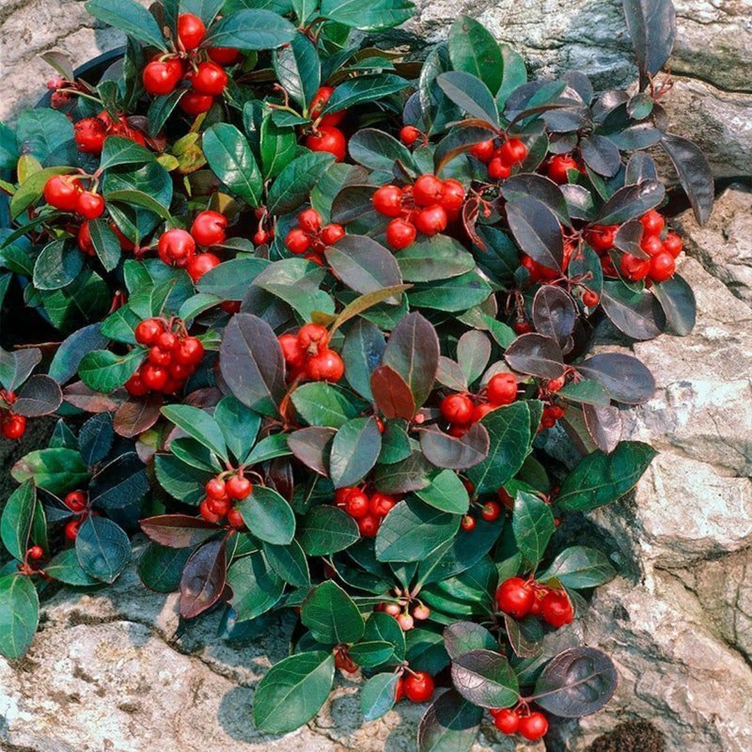 Red Gaultheria Flower seeds for Planting - Pollinator Friendly, Heirloom & GMO Free Seeds for Home Garden
 
 Sale for planting in home garden.
