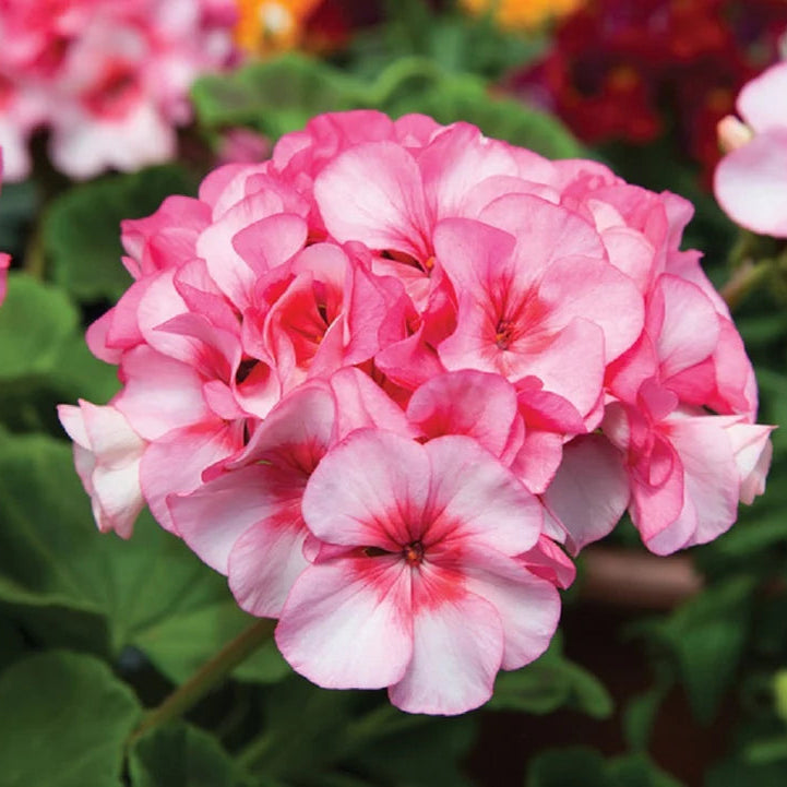 Light Pink White Geranium Flower Seeds for Planting Easy to Grow Heirloom & GMO Free Seeds for Home Garden
 
 Sale