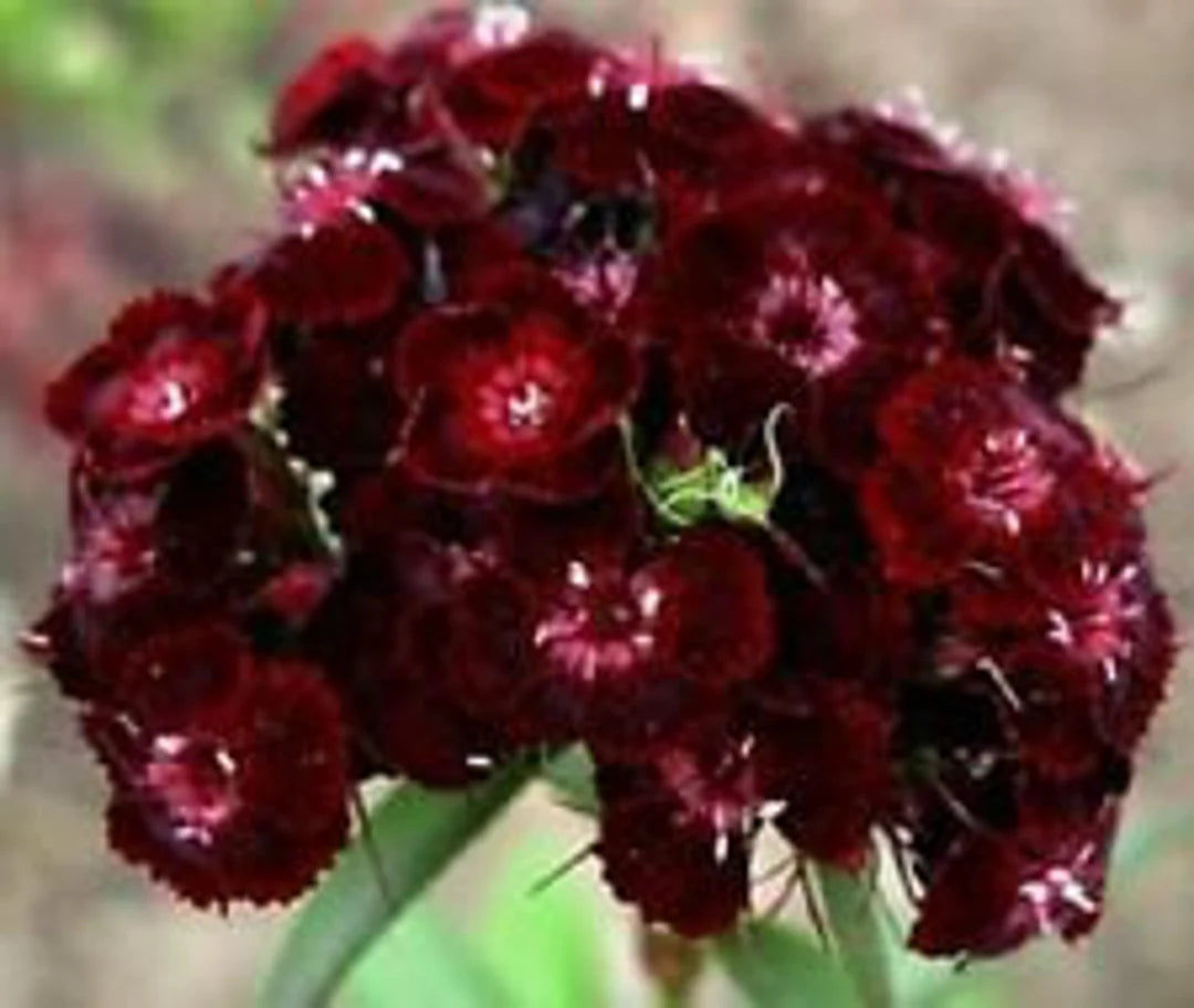 Maroon William Dianthus Flower seeds for Planting - Premium Quality, Heirloom & GMO Free Seeds for Home Garden