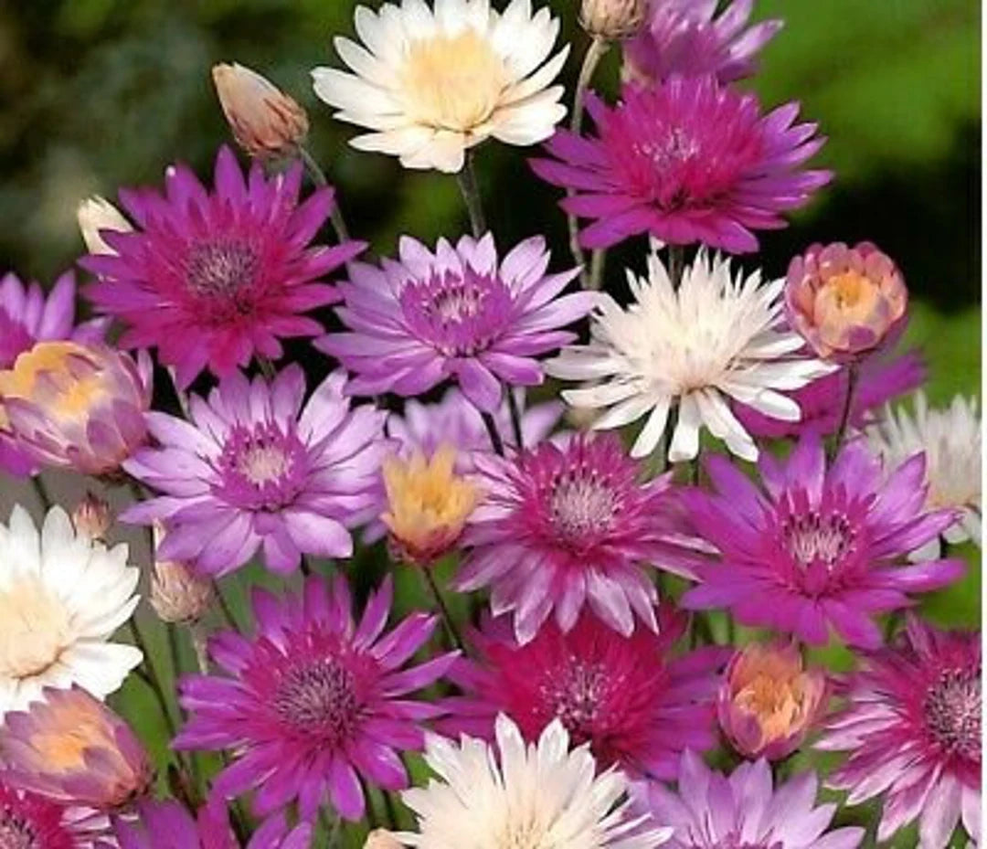 Mixed Xeranthemum Annum Flower seeds for Planting - Colorful Display, Heirloom & GMO Free Seeds for Home Garden