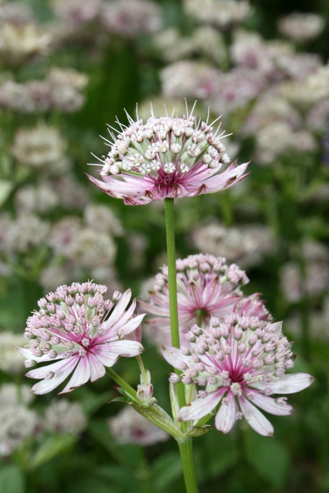 Mixed Astrantia Flower seeds for Planting - Colorful Display, Heirloom & GMO Free Seeds for Home Garden