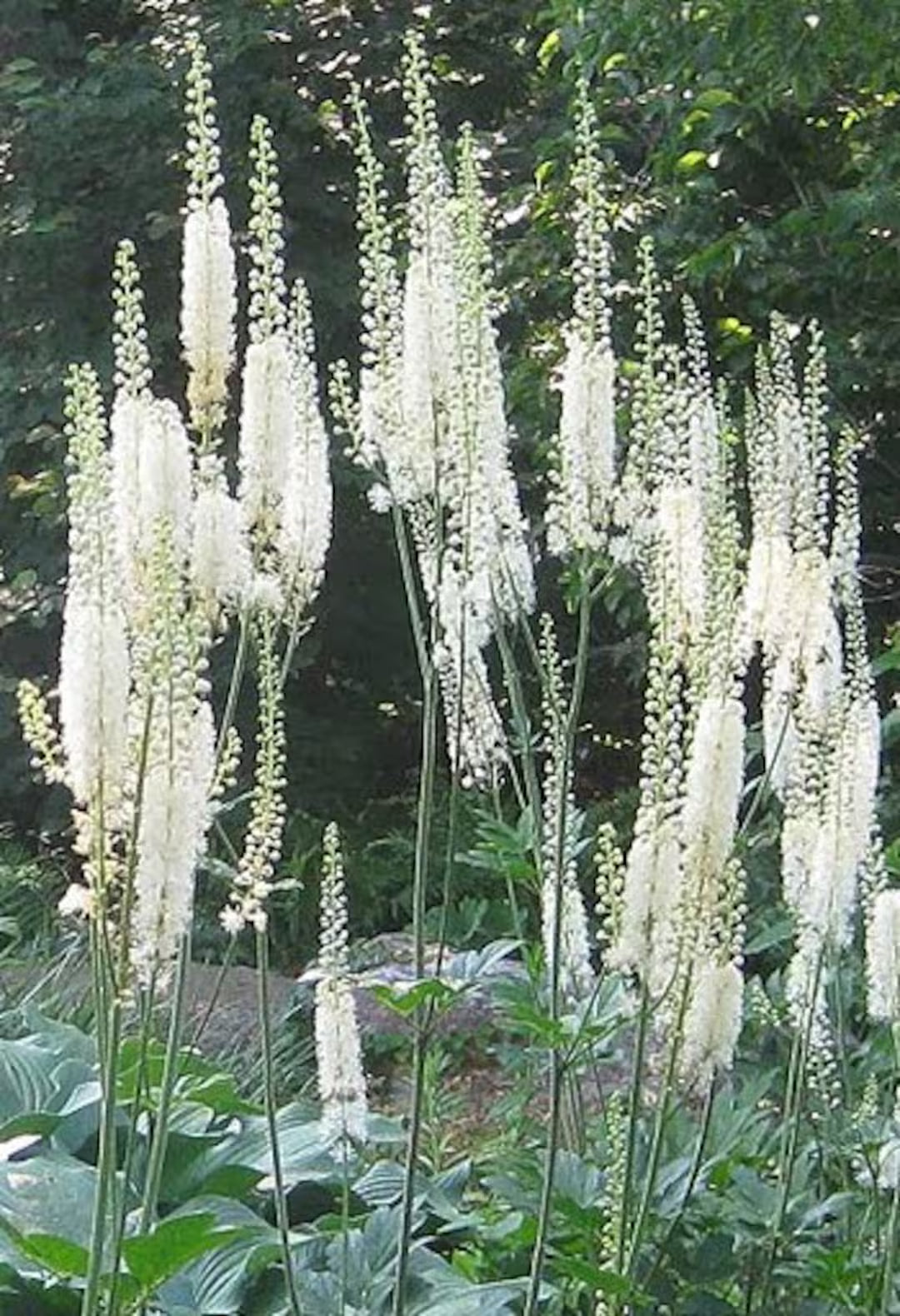 Cimicifuga Flower seeds for Planting Pollinator Friendly Heirloom & GMO Free Seeds for Home Garden