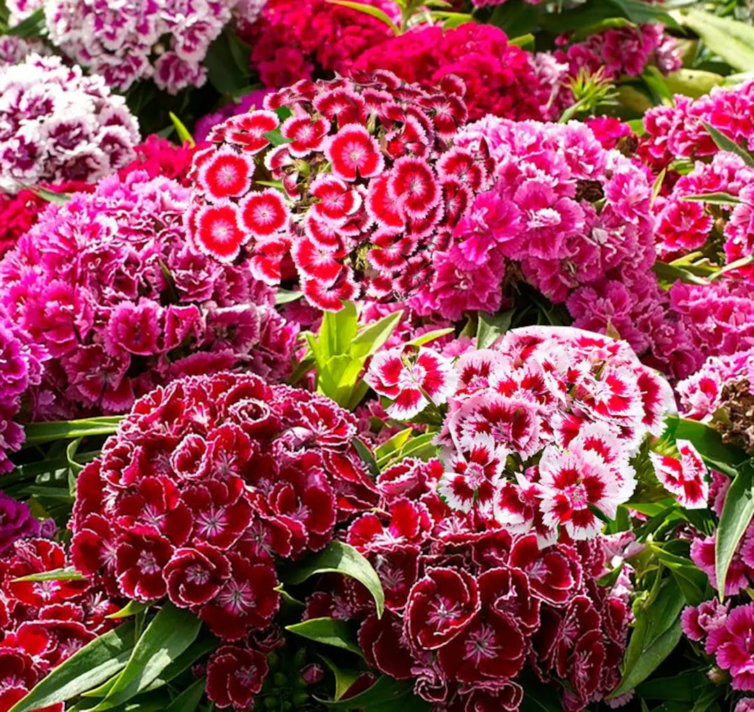 Dianthus Barbatus Flower seeds for Planting Low Maintenance Heirloom & GMO Free Seeds for Home Garden