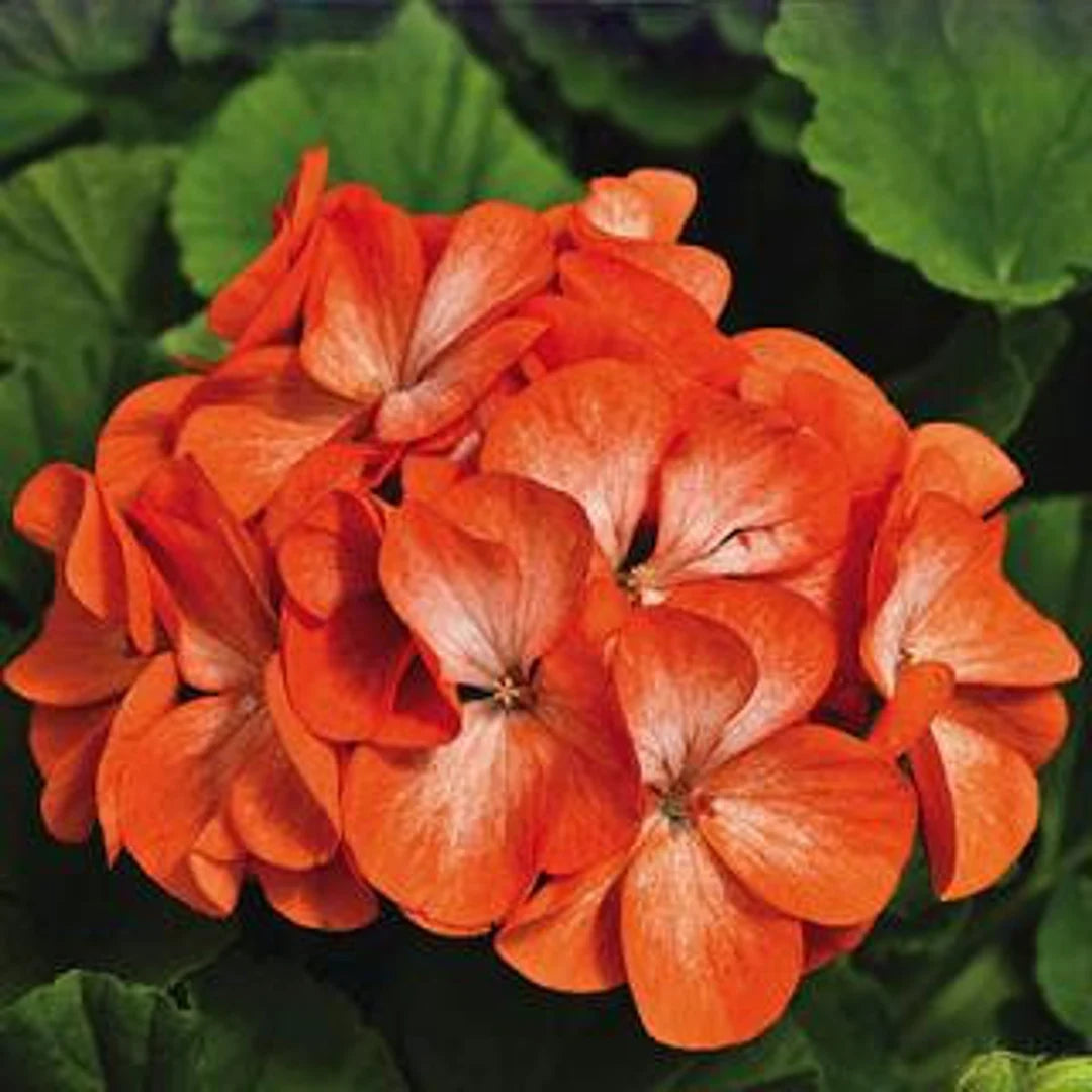 Orange Red Geranium Flower Seeds for Planting Seasonal Bloomer Heirloom & GMO Free Seeds for Home Garden
 
 Sale