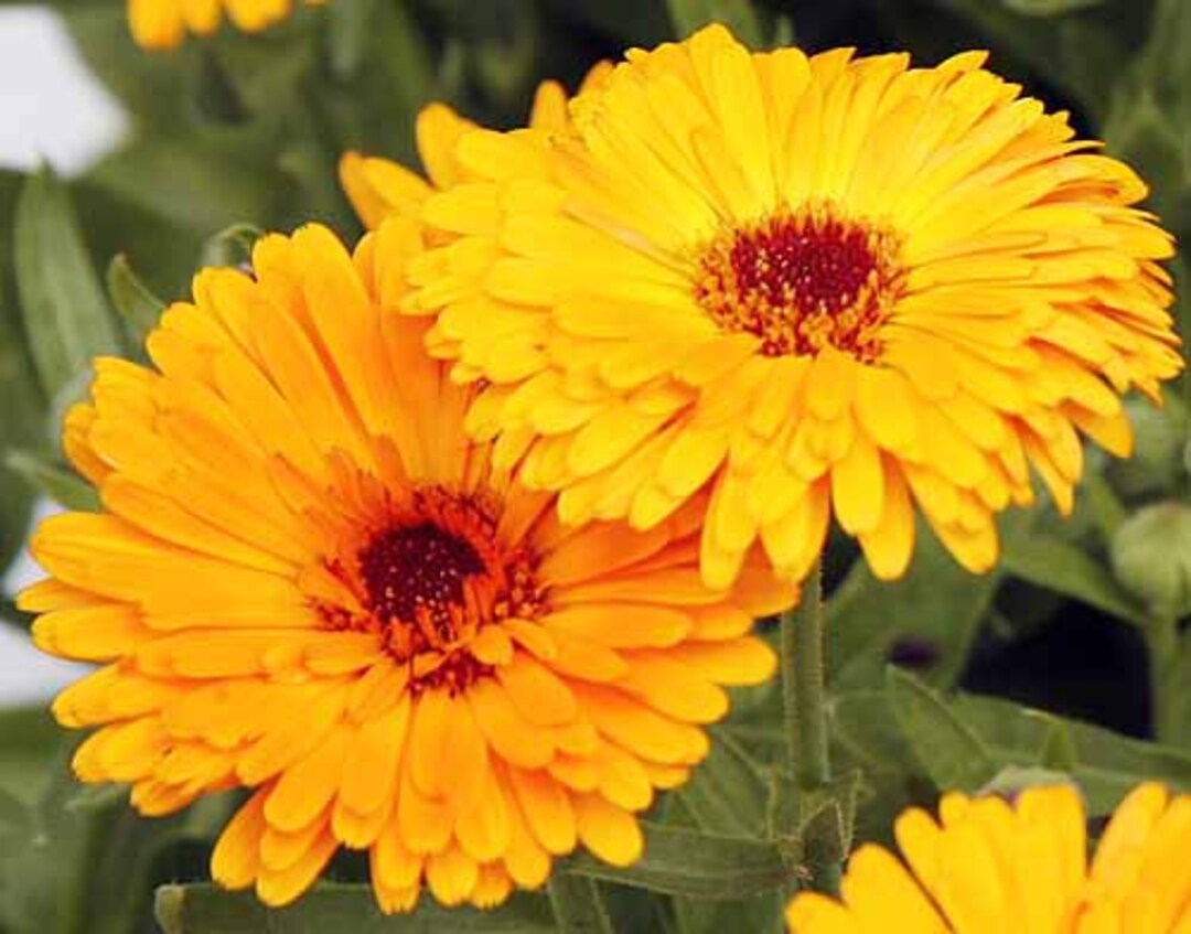 Yellow Calendula Flower seeds for Planting - Drought Tolerant, Heirloom & GMO Free Seeds for Home Garden